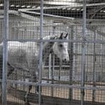 Horse in walker