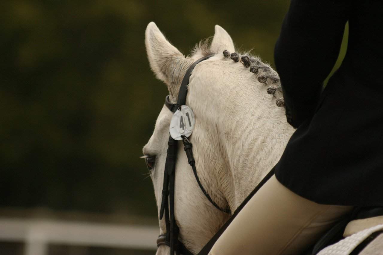 horse, white, grey