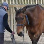 Horsemanship-Clinic-1